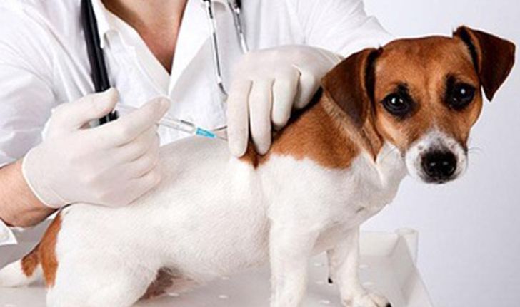 สธ.เผยพบแม่สุนัขเป็นโรคพิษสุนัขบ้าเร่งติดตามฉีดวัคซีน