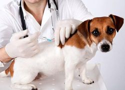 สธ.เผยพบแม่สุนัขเป็นโรคพิษสุนัขบ้าเร่งติดตามฉีดวัคซีน
