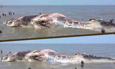 พบซากวาฬบรูด้าลอยขึ้นอืดในทะเลสมุทรปราการ