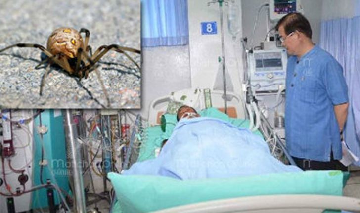 หนุ่มใหญ่เมืองแพร่ถูกแมงมุมแม่หม้ายกัด ต้องรักษาตัวที่ห้องไอซียูโรงพยาบาลประจำจังหวัด