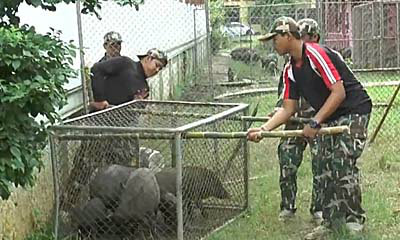 ป่วนหนัก! จับหมูป่า 31 ตัว ส่งเรือนจำ