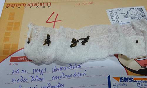 พิสูจน์แล้ว! สาหร่ายแห้งต้องสงสัย เป็นของจริง