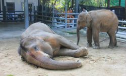 ช้างพังใหม่ ล้มจากพิษต่อป่า เชือกแรกของไทย