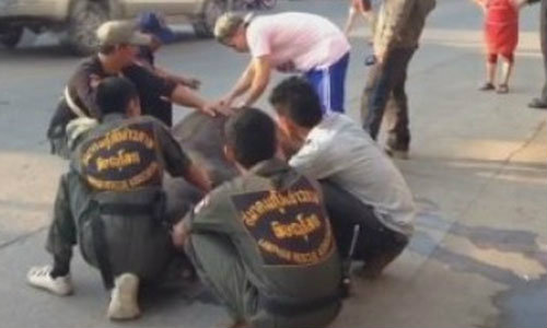 ระทึก! ควายหลุด วิ่งชนรถไล่ขวิดชาวบ้านกลางเมือง