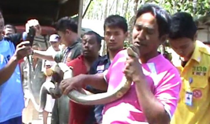 ชาวบ้านแห่ดู "โกขิก" โชว์จับมือเปล่า งูจงอาง 4 เมตร