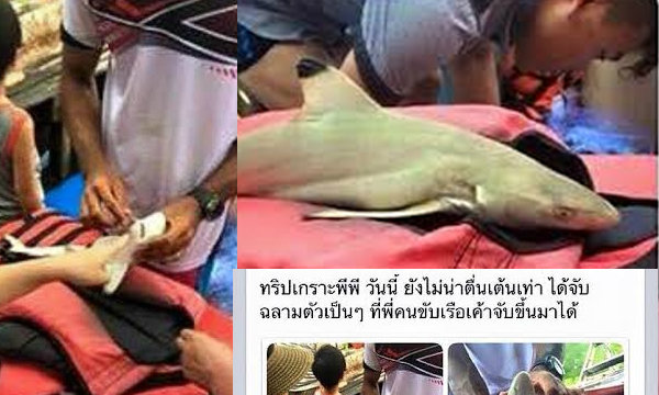 จวกยับ! คนขับเรือจับลูกฉลามขึ้นจากทะเล ให้นักท่องเที่ยวถ่ายภาพ