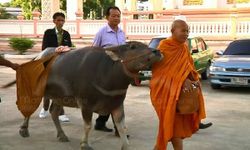 ควายแสนรู้ ตามพระบิณฑบาต หลวงพ่อไถ่จากโรงฆ่าสัตว์ตั้งแต่เล็ก