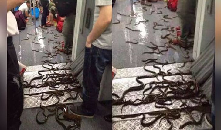 ถังคว่ำทำ “ปลาไหล” ออกมายั้วเยี้ยเต็มพื้นรถไฟใต้ดินเซี่ยงไฮ้