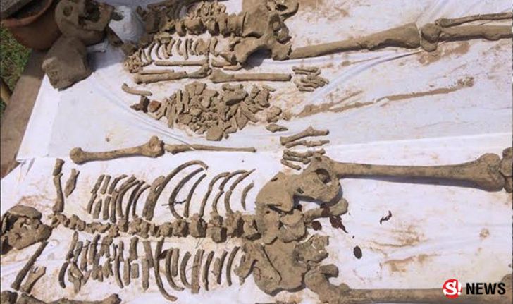 พบโครงกระดูกมนุษย์อายุราวสองพันปี เจ้าอาวาสฝันมีคนขอให้ช่วย