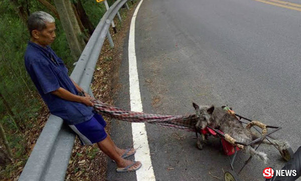 นทท.น้ำตาซึม ภาพคุณตาจูงหมาพิการ เที่ยวดอยสุเทพ