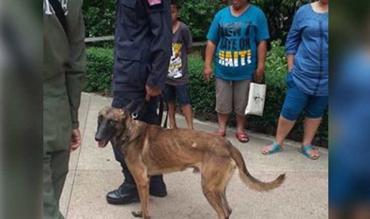 ชาวเน็ตวิจารณ์สนั่น สุนัขตำรวจ K9 ผอมโซ แต่ยังปฏิบัติภารกิจ