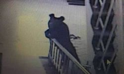 คนจีนไม่ปลื้ม ตำรวจทำรุนแรง จับตายหมีดำบุกเข้าโรงเรียน