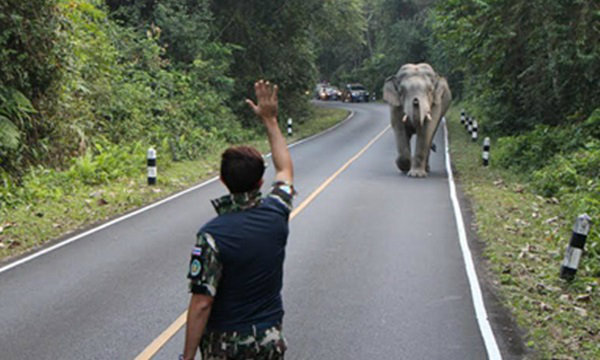 นักท่องเที่ยวระทึก ช้างพลายโผล่ขวางทางลงเขาใหญ่