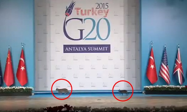 Catwalk ชัดๆ แมวโผล่เดินตัดหน้า เวที G20 ประชุมผู้นำโลก