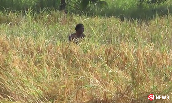 หนุ่มคลั่งถือ "เคียว" ไล่ฟันชาวบ้านกลางทุ่งนา เจ็บสาหัส