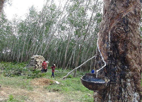 สตูล-ราคาน้ำยางต่ำสุดเหลือกก.ละ23บาท