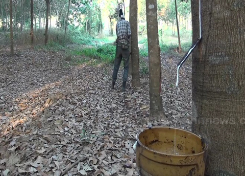 ชาวสวนยางใต้ชุมนุม12ม.ค.จี้รัฐแก้ราคาตกต่ำ