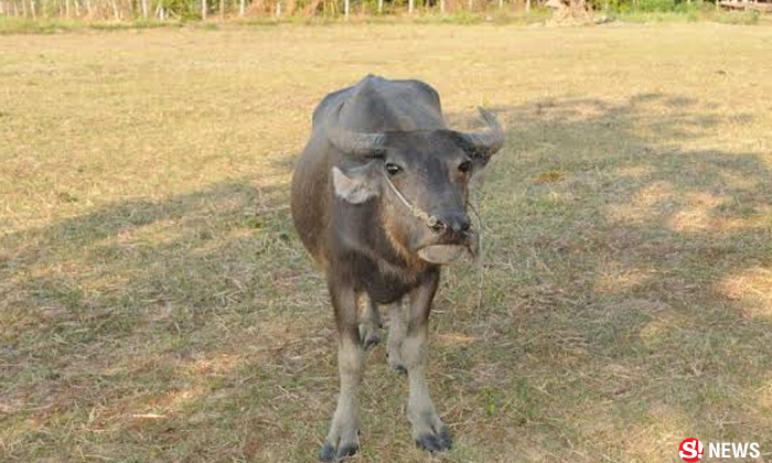 ชาวบ้านผวา ฝูงหมาดำปริศนา ไล่กัดกินเครื่องในลูกวัวควายกลางดึก