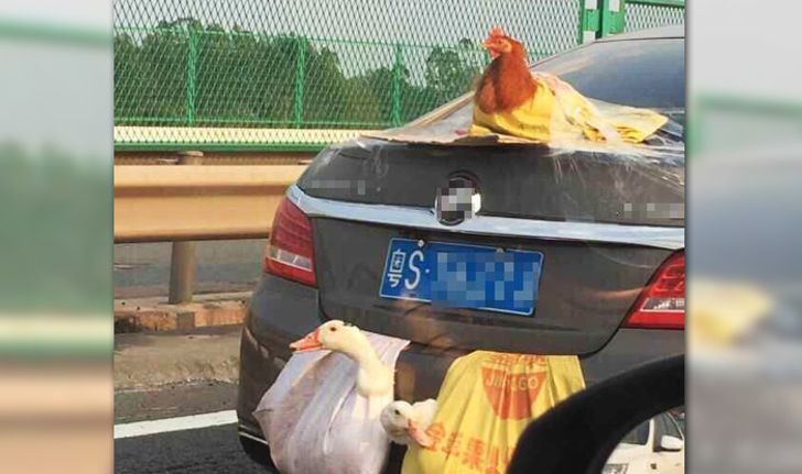 ชาวโลกทึ่ง! วิธีบรรทุก เป็ด-ไก่ ใส่ท้ายรถเก๋งของคนจีน