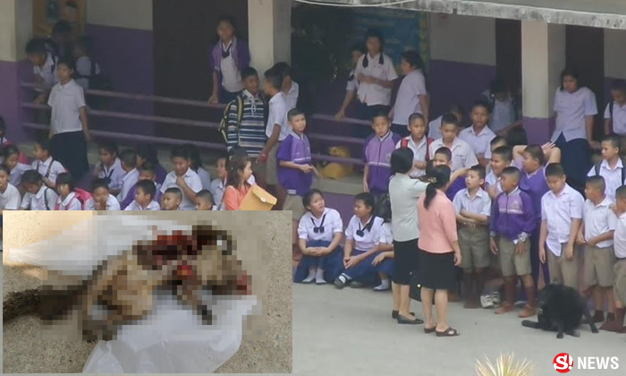 กระรอกเป็นเหตุทำไฟช็อตห้องเรียน ครูพาเด็กหนีตายวุ่น