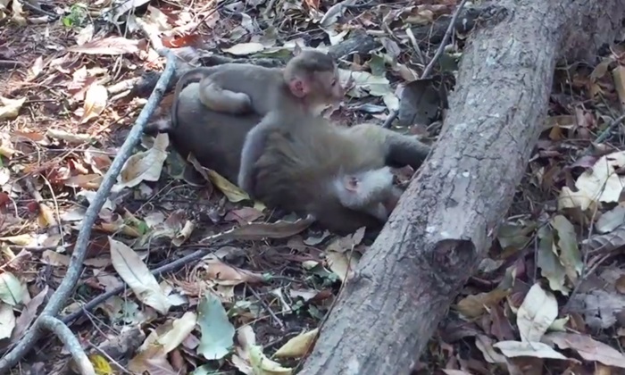 ชาวเน็ตสะเทือนใจ คลิปลูกลิงไม่รู้แม่ลิงถูกรถชนตายไปแล้ว