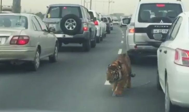 ตกใจหนักมาก! เสือวิ่งพล่านถนนกาตาร์ ที่แท้สัตว์เลี้ยงเศรษฐี