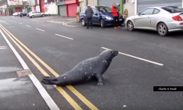แสนรู้! “แมวน้ำ” ข้ามถนนมากินอาหารที่ร้านทุกวัน