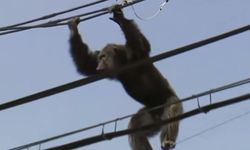 ภาพสะเทือนใจ ไล่ต้อนจับ ลิงชิมแปนซี หนีออกมาที่ญี่ปุ่น