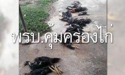 ชาวเน็ตดราม่า วอนขอ "พรบ.คุ้มครองไก่" ถูกหมากัดตาย