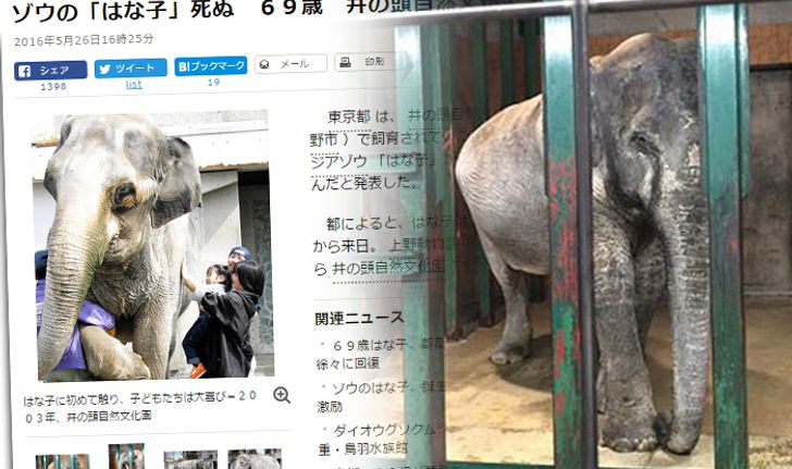 "ฮานาโกะ" ช้างทูตไทยในญี่ปุ่น สิ้นชีวิตแล้ววัย 69 ปี