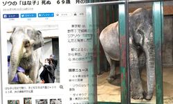 "ฮานาโกะ" ช้างทูตไทยในญี่ปุ่น สิ้นชีวิตแล้ววัย 69 ปี