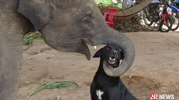 แปลกแต่จริง "ช้าง" เป็นเพื่อนกับ "หมา" มิตรภาพ 2 สายพันธุ์
