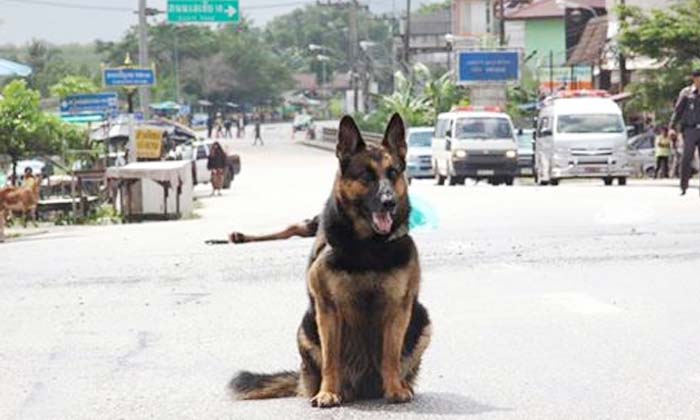 แห่อาลัยสุนัขผู้กล้า คุ้มภัยจากระเบิดให้กับคนไทยมาหลายปี