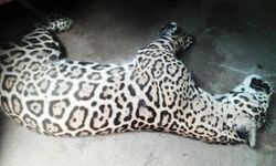 เสือจากัวร์นักโชว์ 100 ล้านวิว ตายแล้วที่เชียงใหม่ไนท์ซาฟารี