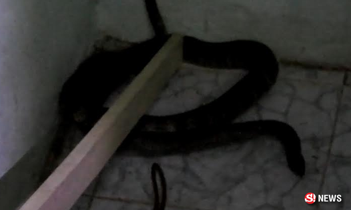 ผวาหนัก! งูเห่า 1.5 เมตร เลื้อยซุกห้องนอน โชคดีเจ้าของบ้านเห็นก่อน