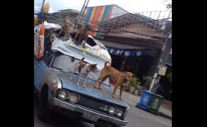 คลิปสุดน่ารัก คนกับสุนัขและรถเก่าบุโรทั่ง ร่วมทางไปด้วยกัน