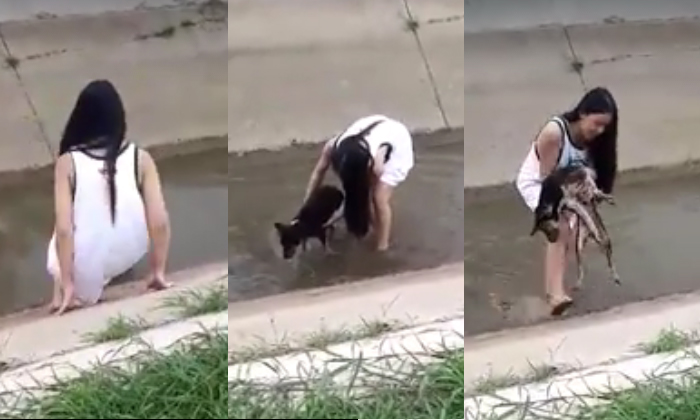 ทำดีต้องชม! สาวประเภทสองใจงาม เดินลงคลองช่วยหมาพิการตกน้ำ