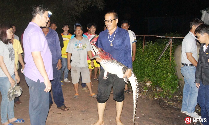 ชาวบ้านสะพรึง จระเข้นอนผึ่งแดดสบายใจ ริมสระน้ำประปา