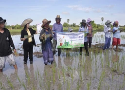 โค้งสุดท้ายก่อนลงประชามติโคราชคึกคัก