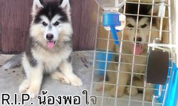 หนุ่มส่งสุนัขขึ้นเครื่องบิน แต่ตายสุดอนาถ สายการบินปัดรับผิดชอบ