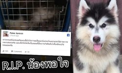 "นกแอร์" ขอโทษ-ประกาศไม่รับขนส่งสัตว์ หลังมีสุนัขตาย