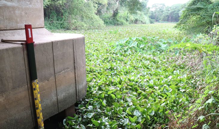 พบผักตบชวาแม่น้ำปราณบุรี ชาวบ้านวอนหน่วยงานที่เกี่ยวข้องเร่งแก้ไขปัญหาด่วน