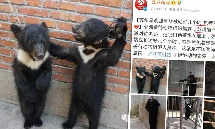 ภาพสะเทือนใจ คณะละครสัตว์จีน ฝึกซ้อมหมีดำอย่างทรมาน