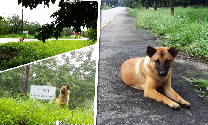 คนจันท์แห่แชร์ ตามหาเจ้าของ "สุนัข" ที่ยังนั่งรออยู่ริมถนน
