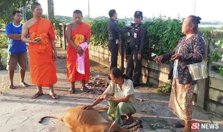 พระสงฆ์ยืนสวดแผ่เมตตาให้ลูกวัว ขอขมาที่รถชนตาย