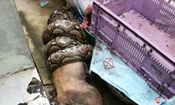 ภาพสยอง งูเหลือมเขมือบหมาใหญ่ จับได้หลักฐานคาปาก
