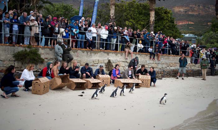 ผู้คนเฝ้ามองเพนกวินแอฟริกัน 15 ตัวกลับสู่ท้องทะเล