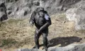 สลด! ชิมแปนซีในสวนสัตว์ในเกาหลีเหนือ ติดบุหรี่หนัก
