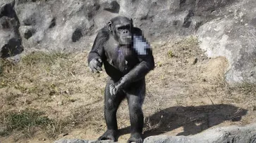 สลด! ชิมแปนซีในสวนสัตว์ในเกาหลีเหนือ ติดบุหรี่หนัก