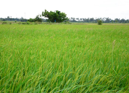 ชาวนาอ่างทองวอนรัฐบาลช่วยพยุงราคาข้าว